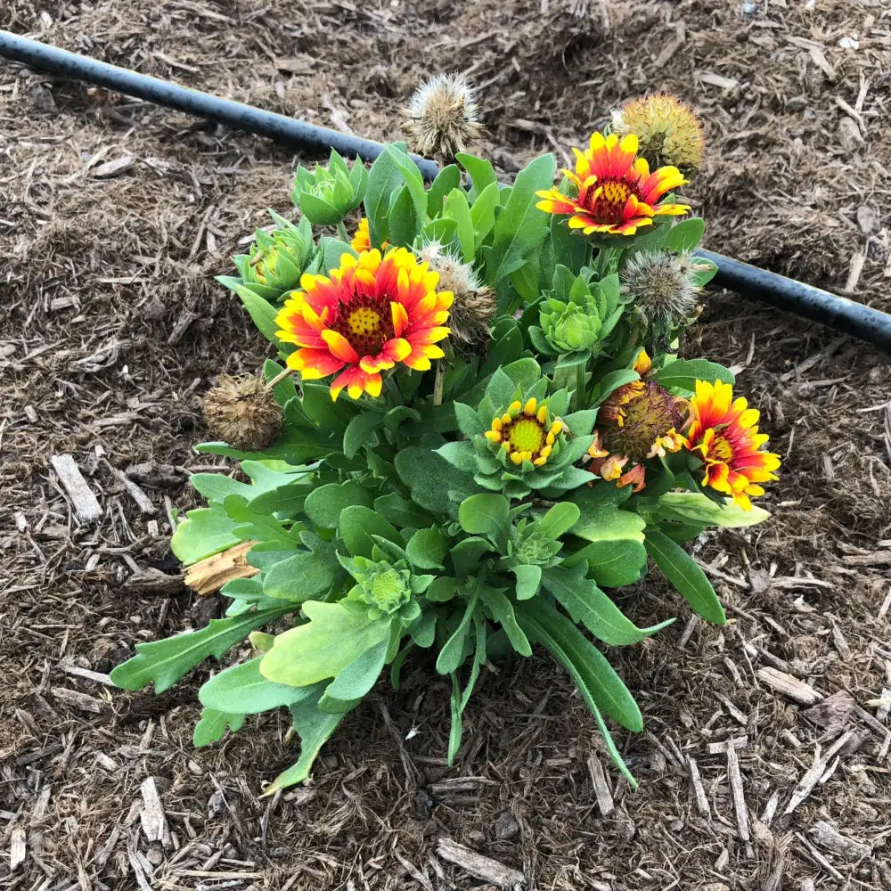 Spintop™ Red Starburst Blanket Flower 1 GALLON Perennial
