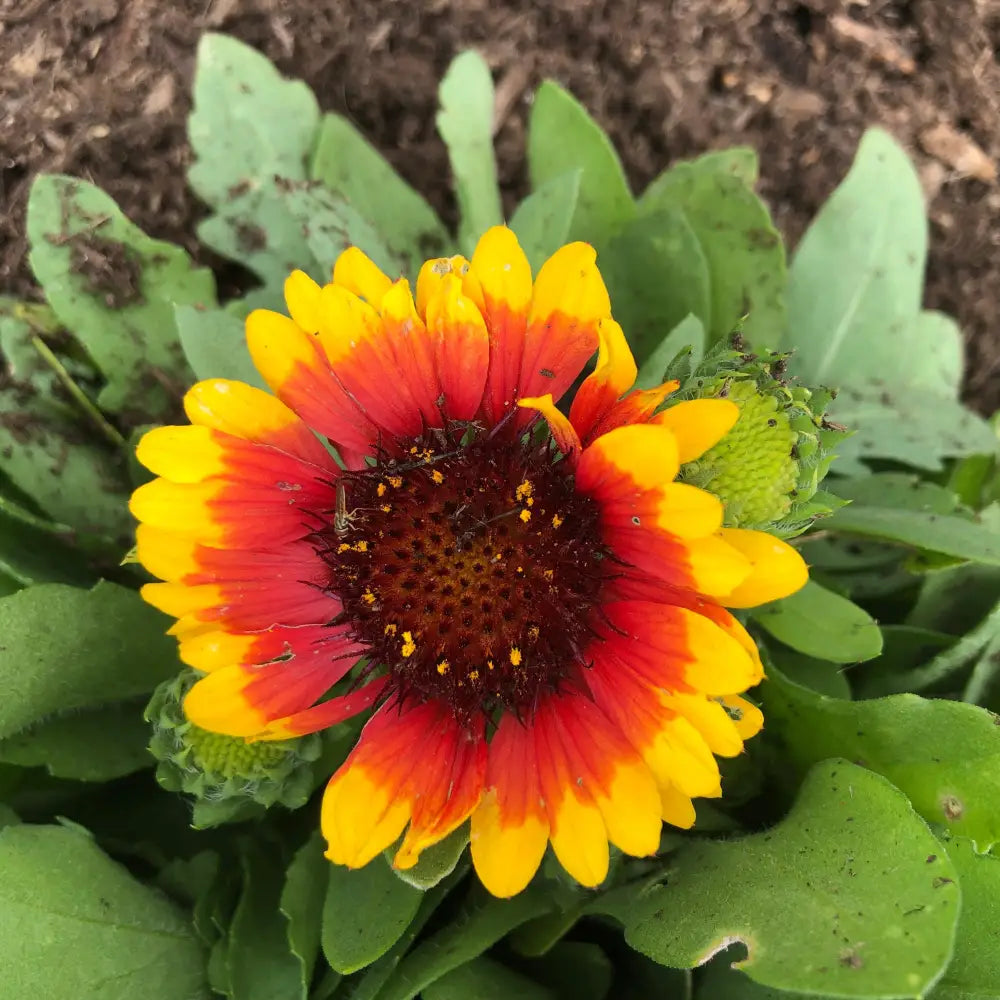 Spintop™ Red Starburst Blanket Flower 1 GALLON Perennial