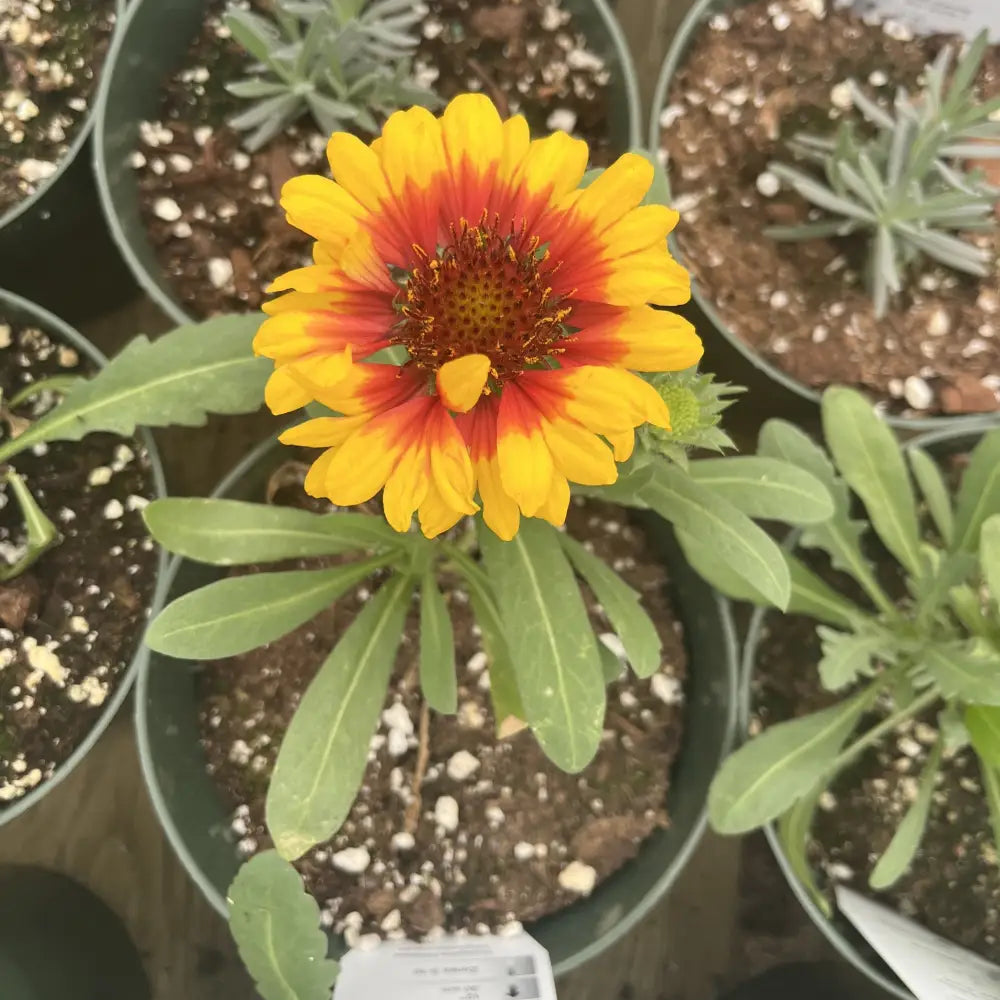Spintop™ Red Starburst Blanket Flower 1 GALLON Perennial