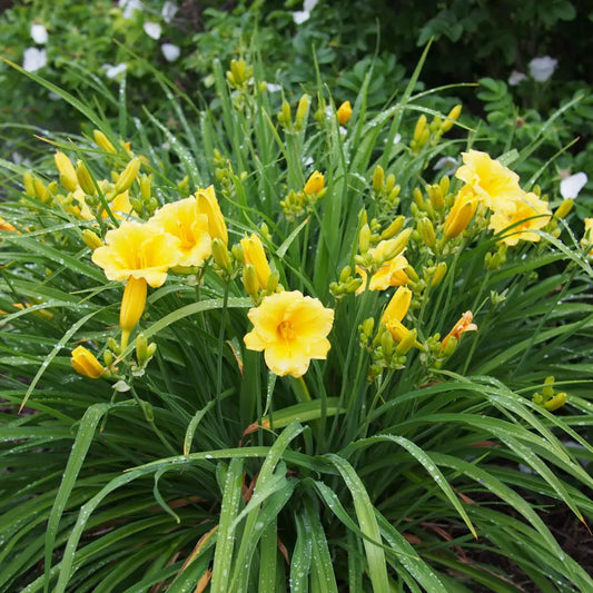 Stella de Oro Daylily Perennial