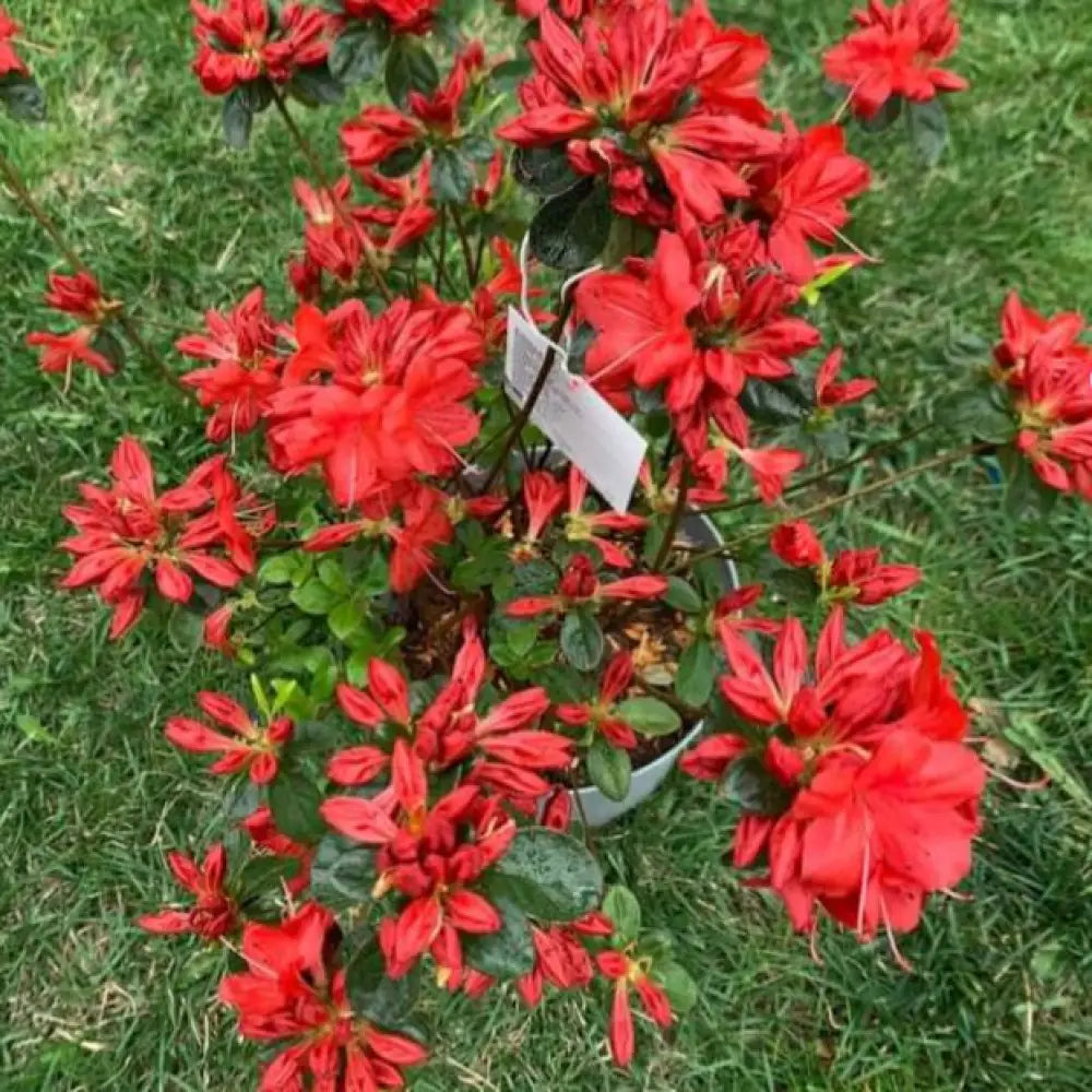 Stewartstonian Azalea Shrub