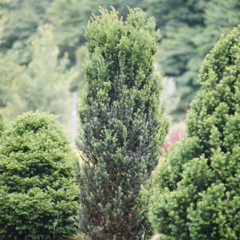 Stonehenge® Yew 2 GALLON Shrub