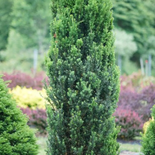 Stonehenge® Yew 2 GALLON Shrub