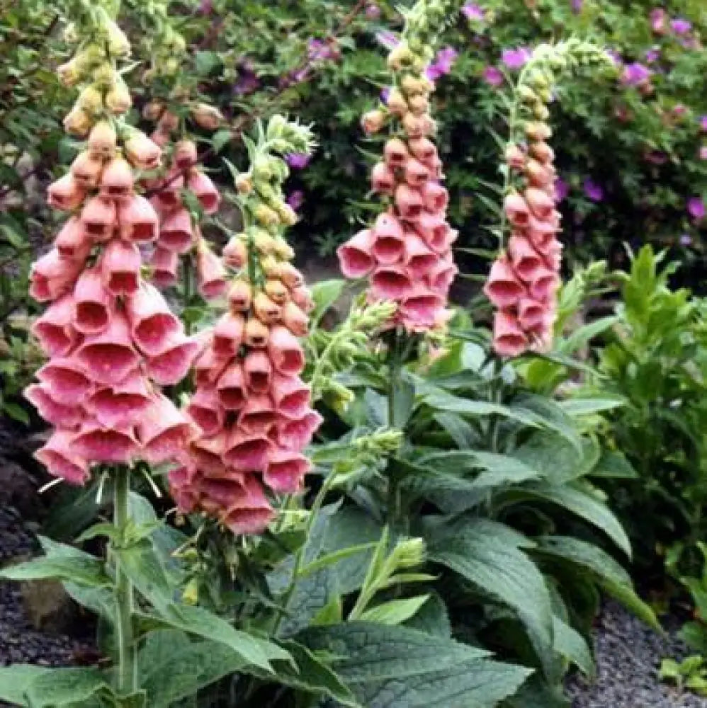 Strawberry Foxglove Perennial