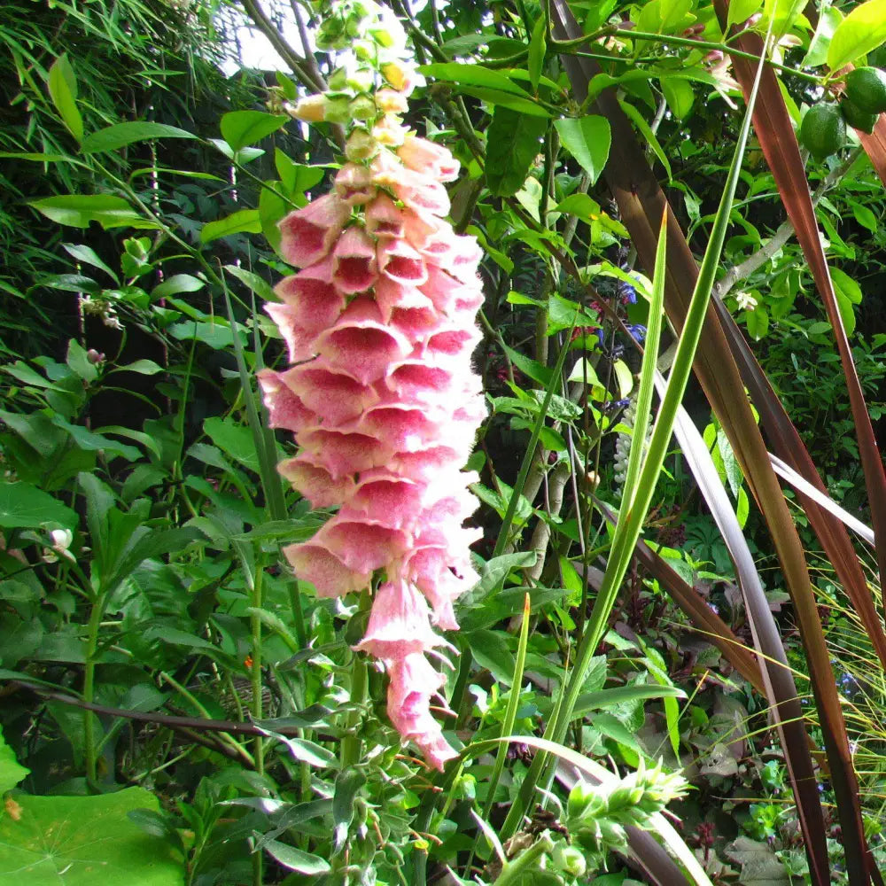 Strawberry Foxglove Perennial