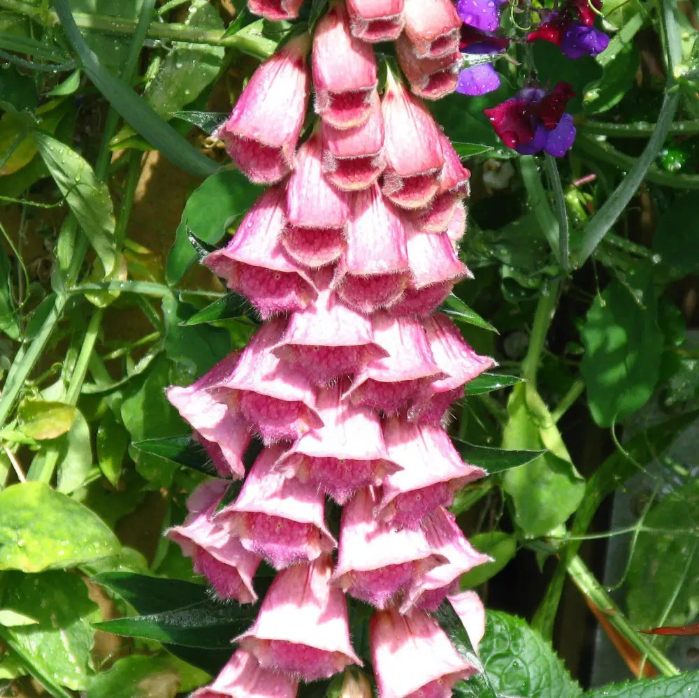 Strawberry Foxglove Perennial