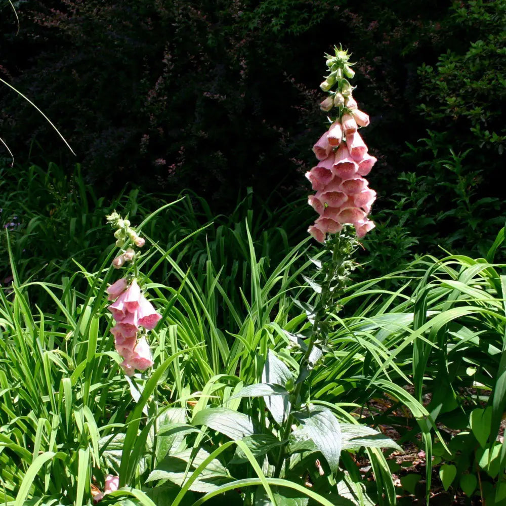 Strawberry Foxglove Perennial