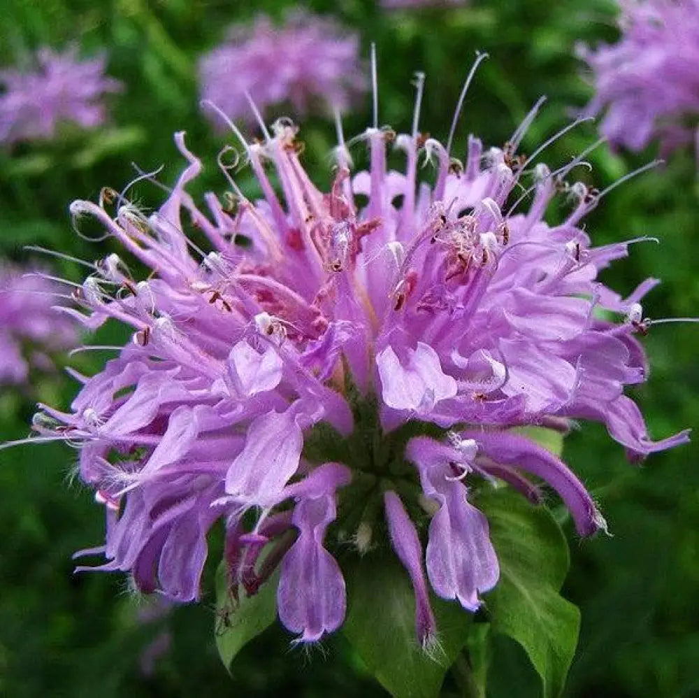 Sugar Buzz® Blue Moon Bee Balm Perennial
