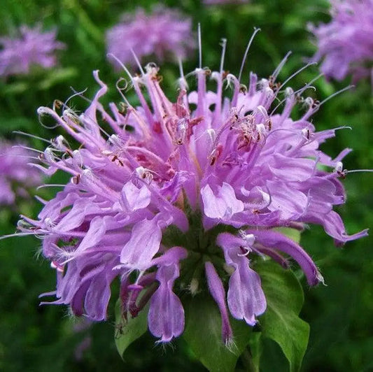 Sugar Buzz® Blue Moon Bee Balm Perennial