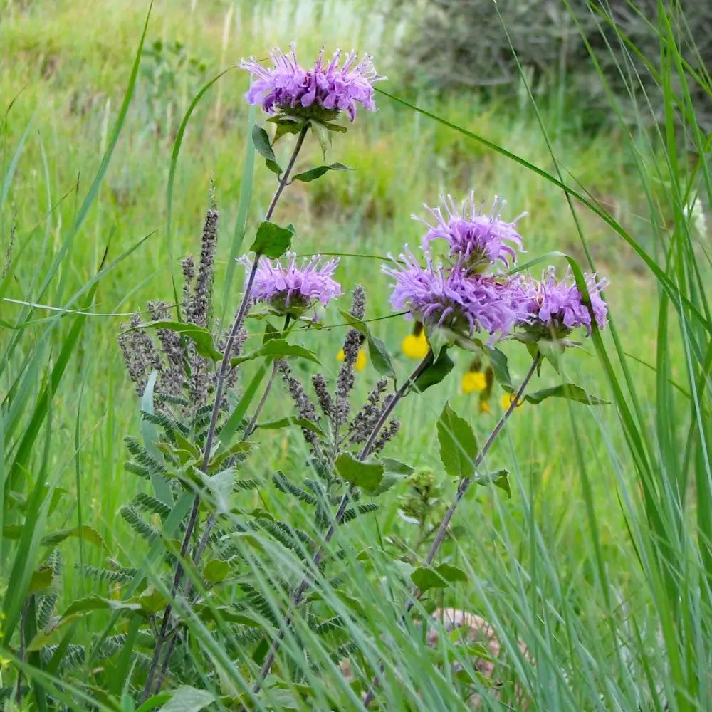 Sugar Buzz® Blue Moon Bee Balm Perennial