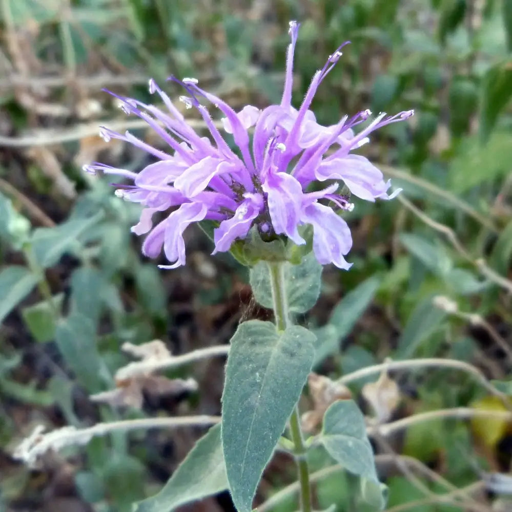 Sugar Buzz® Blue Moon Bee Balm Perennial