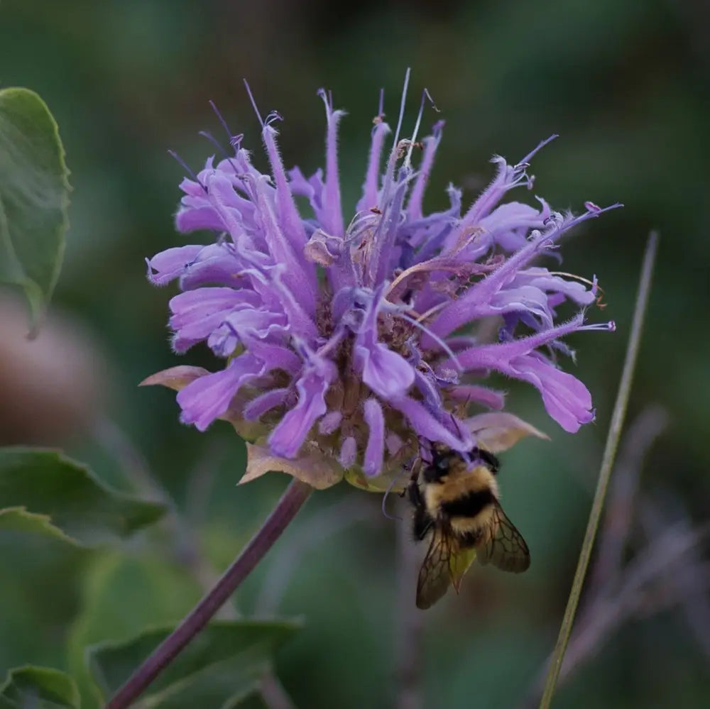 Sugar Buzz® Blue Moon Bee Balm Perennial