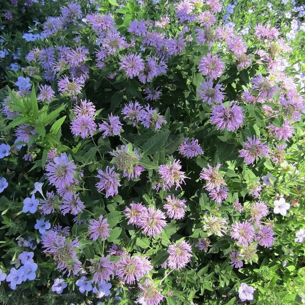 Sugar Buzz® Blue Moon Bee Balm Perennial