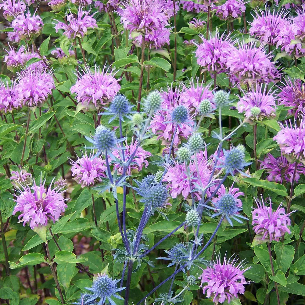 Sugar Buzz® Blue Moon Bee Balm Perennial