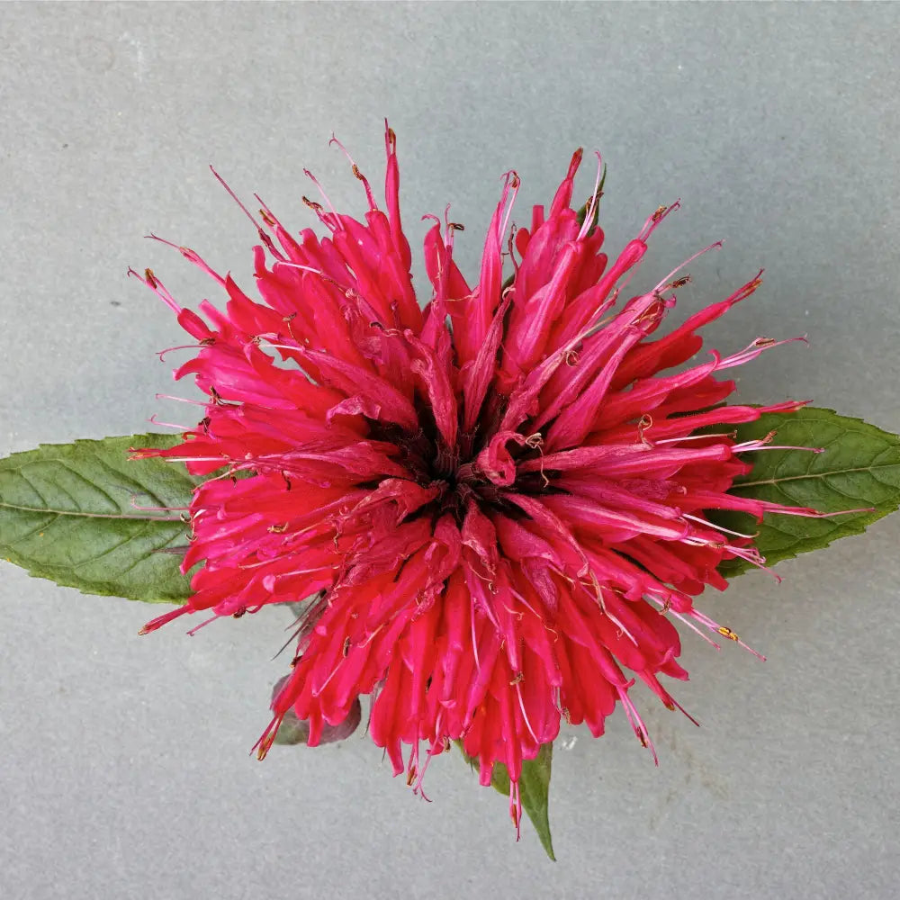 Sugar Buzz® ’Cherry Pops’ Bee Balm 2 GALLON Perennial