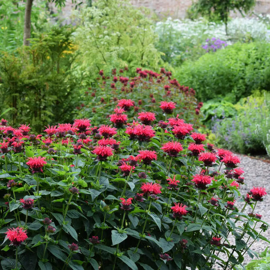 Sugar Buzz® ’Cherry Pops’ Bee Balm 2 GALLON Perennial