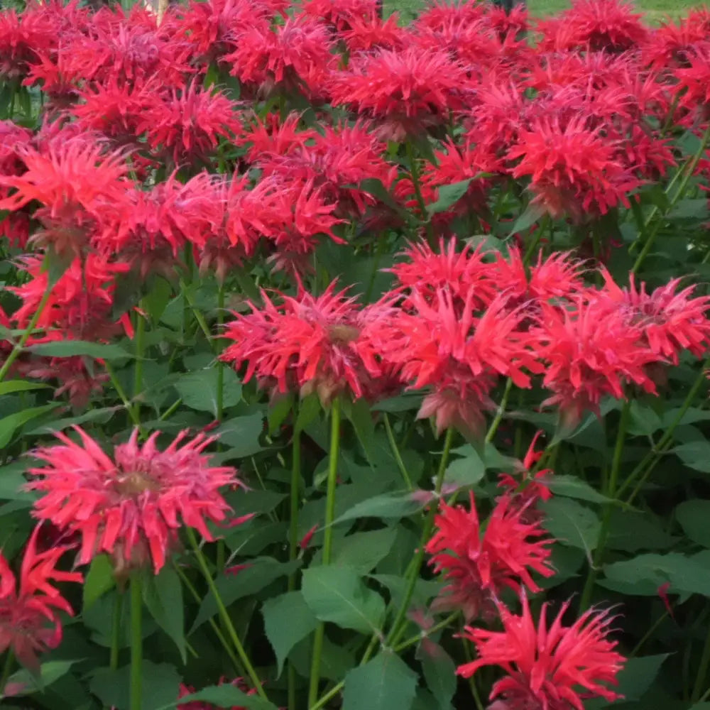 Sugar Buzz® ’Cherry Pops’ Bee Balm 2 GALLON Perennial