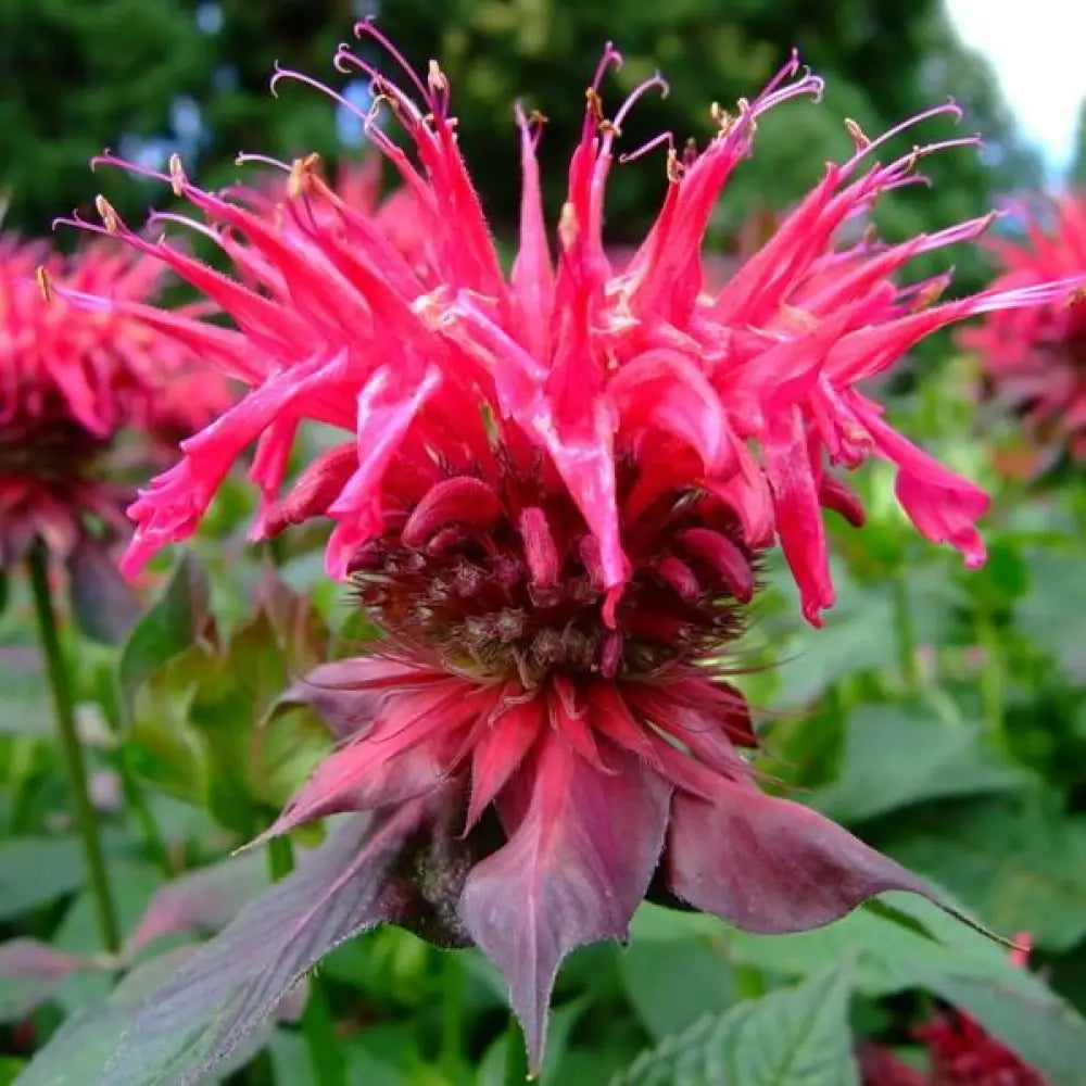 Sugar Buzz® ’Cherry Pops’ Bee Balm 2 GALLON Perennial