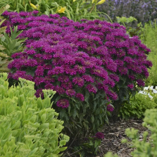 Sugar Buzz® Grape Gumball Bee Balm Perennial