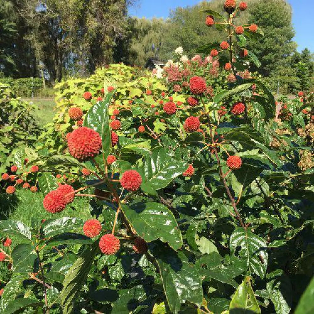 Sugar Shack® Buttonbush 3 GALLON Shrub