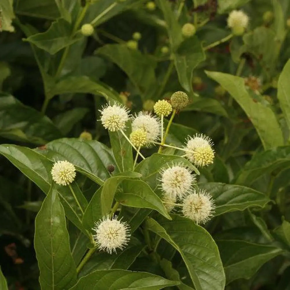 Sugar Shack® Buttonbush 3 GALLON Shrub