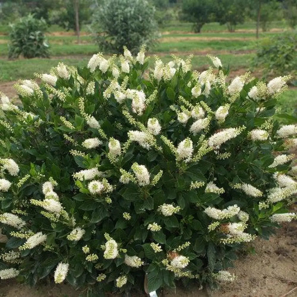 Sugartina® Summersweet Shrub