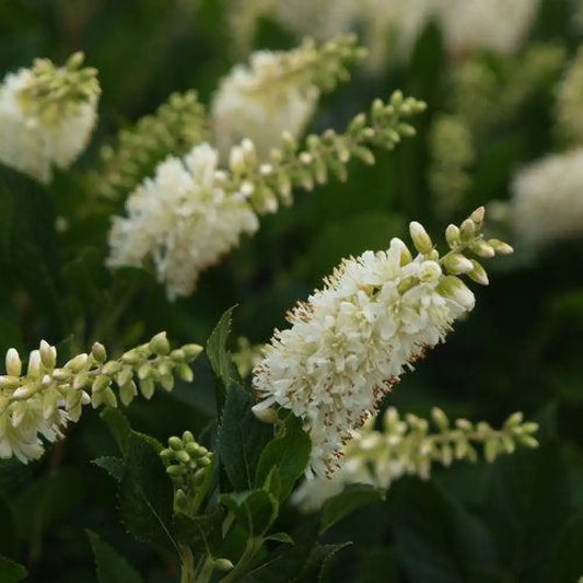 Sugartina® Summersweet Shrub