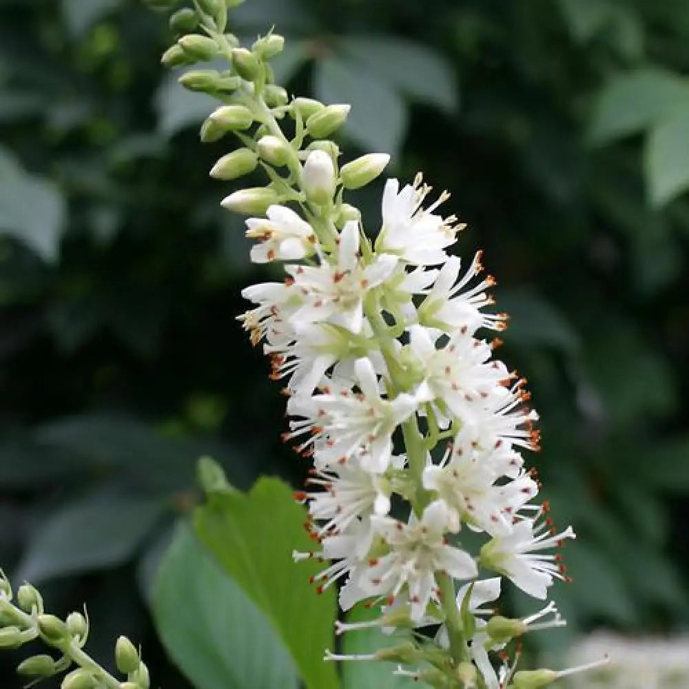 Sugartina® Summersweet Shrub
