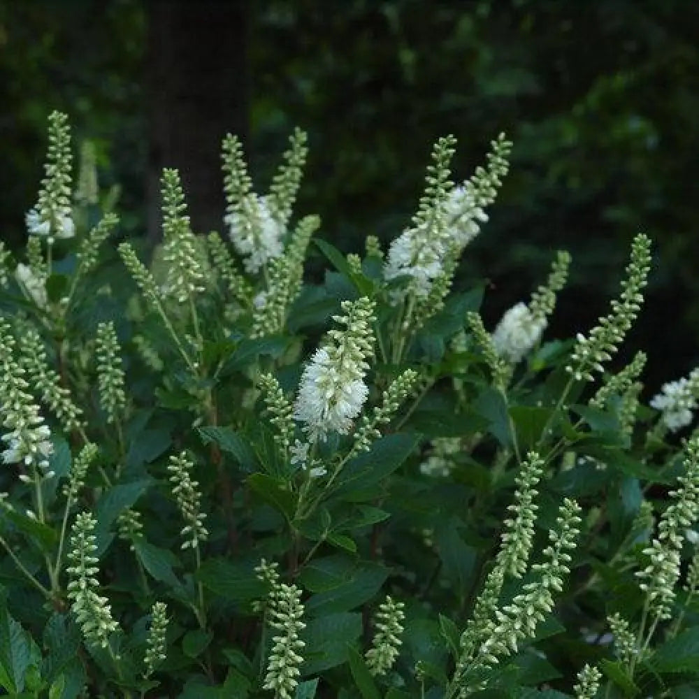 Sugartina® Summersweet Shrub