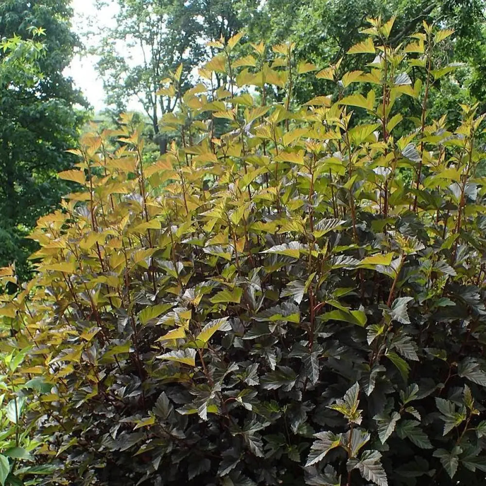 Summer Wine® Ninebark Shrub