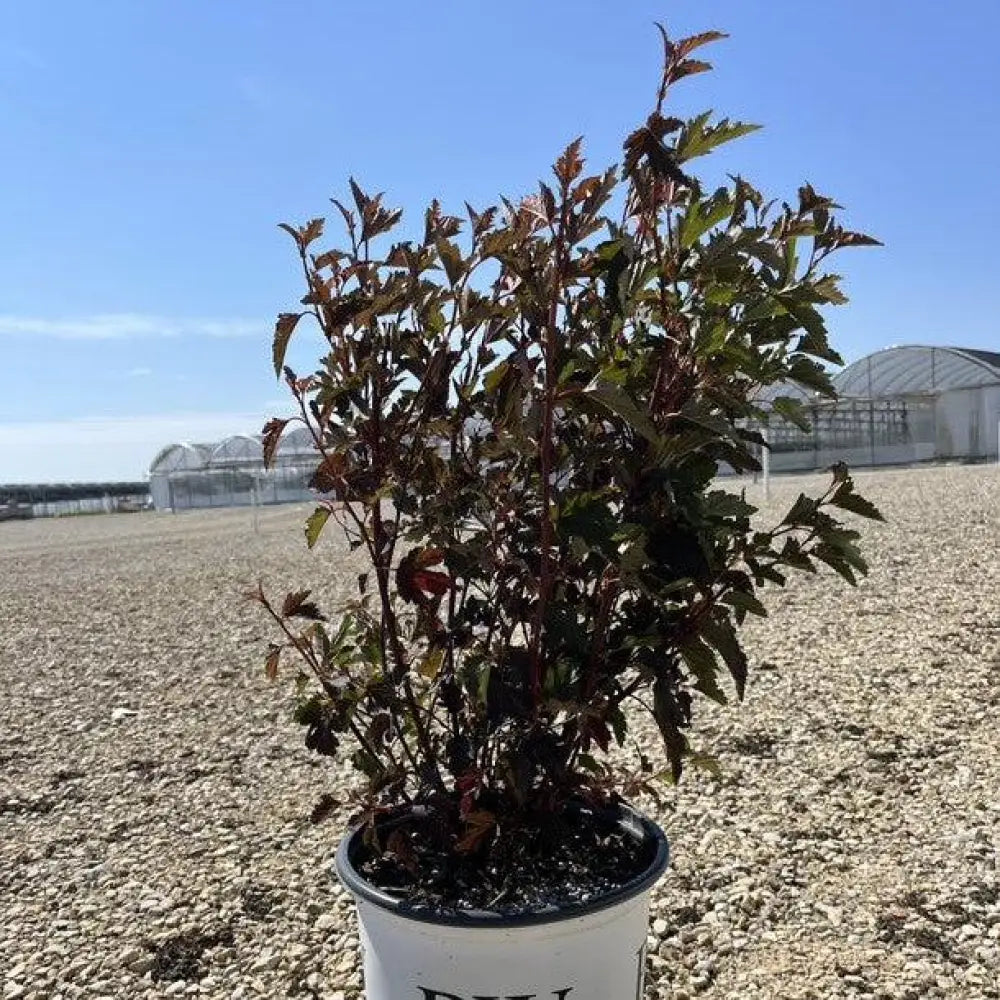 Summer Wine® Ninebark Shrub