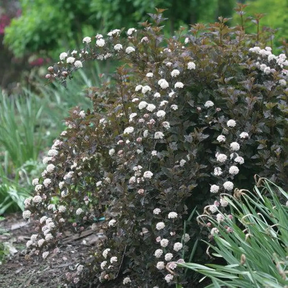 Summer Wine® Ninebark Shrub