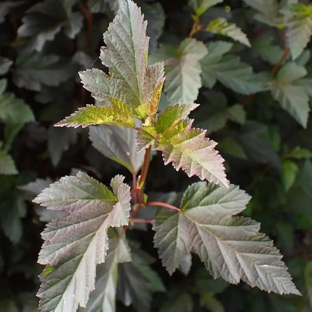 Summer Wine® Ninebark Shrub