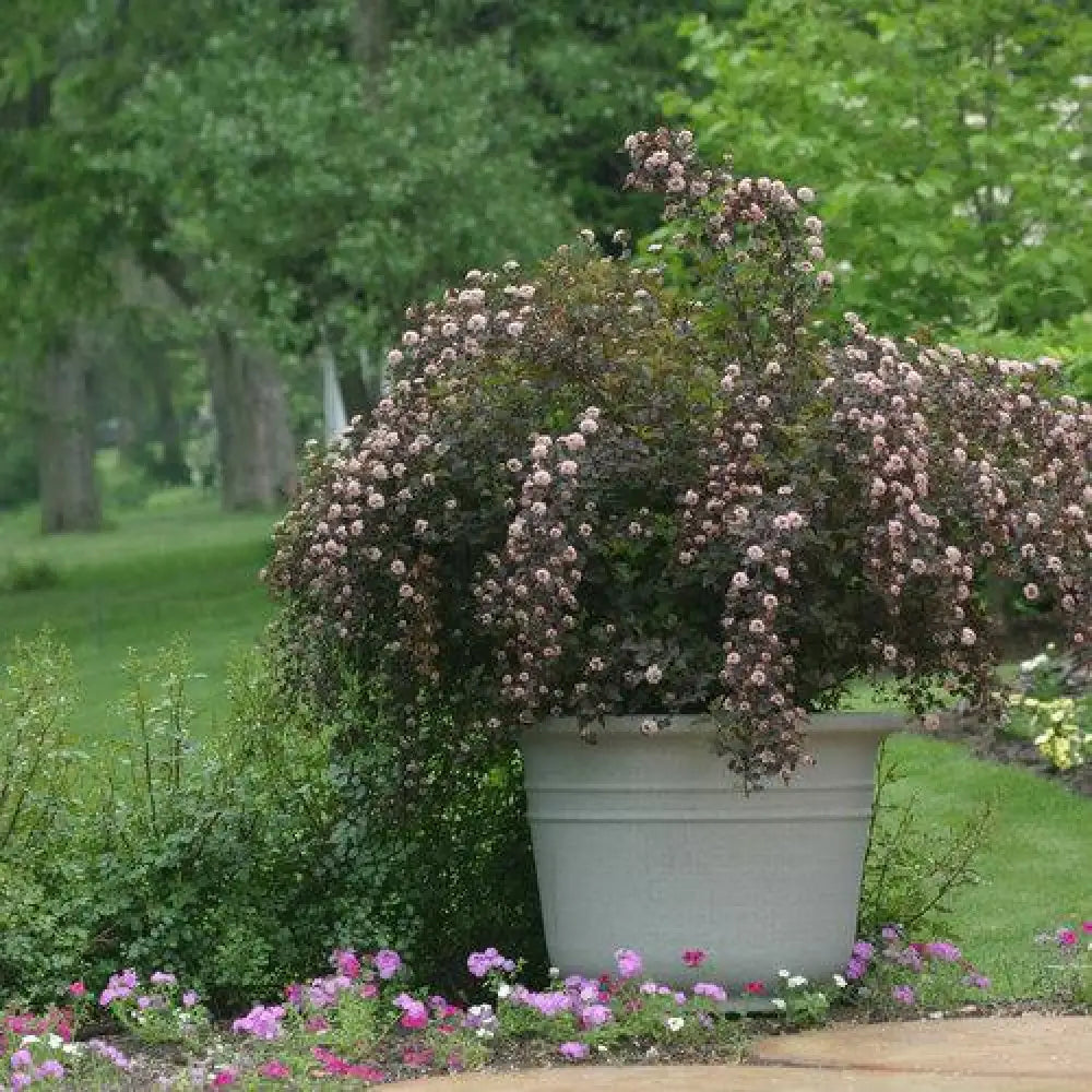 Summer Wine® Ninebark Shrub