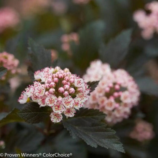 Summer Wine® Ninebark Shrub