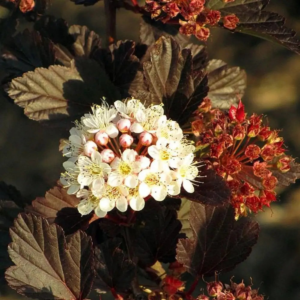 Summer Wine® Ninebark Shrub