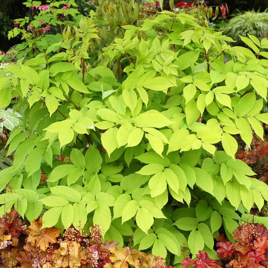 Sun King Golden Japanese Spikenard Perennial