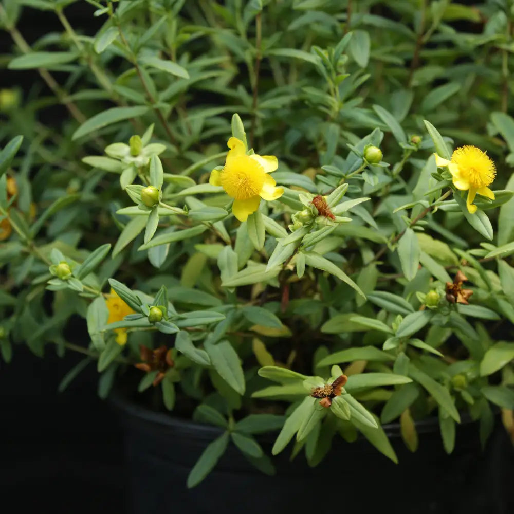 Sunburst St. John’s Wort 3 GALLON Shrub