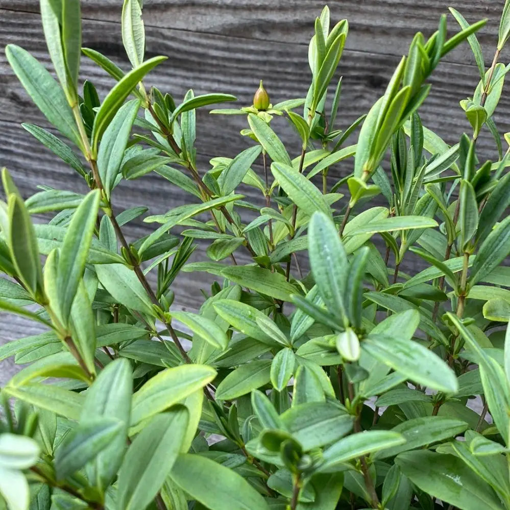 Sunburst St. John’s Wort 3 GALLON Shrub