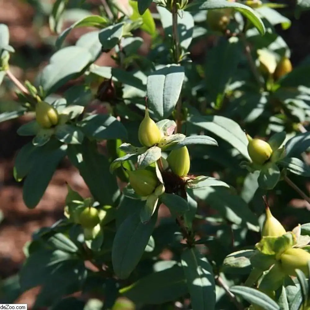 Sunburst St. John’s Wort 3 GALLON Shrub
