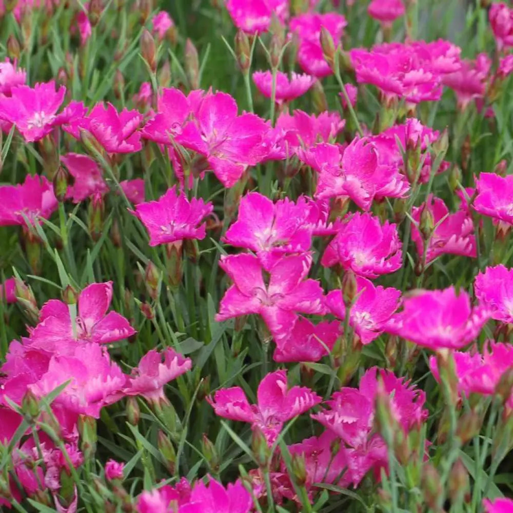 Sunflor® Kahori® Dianthus 1 GALLON Perennial