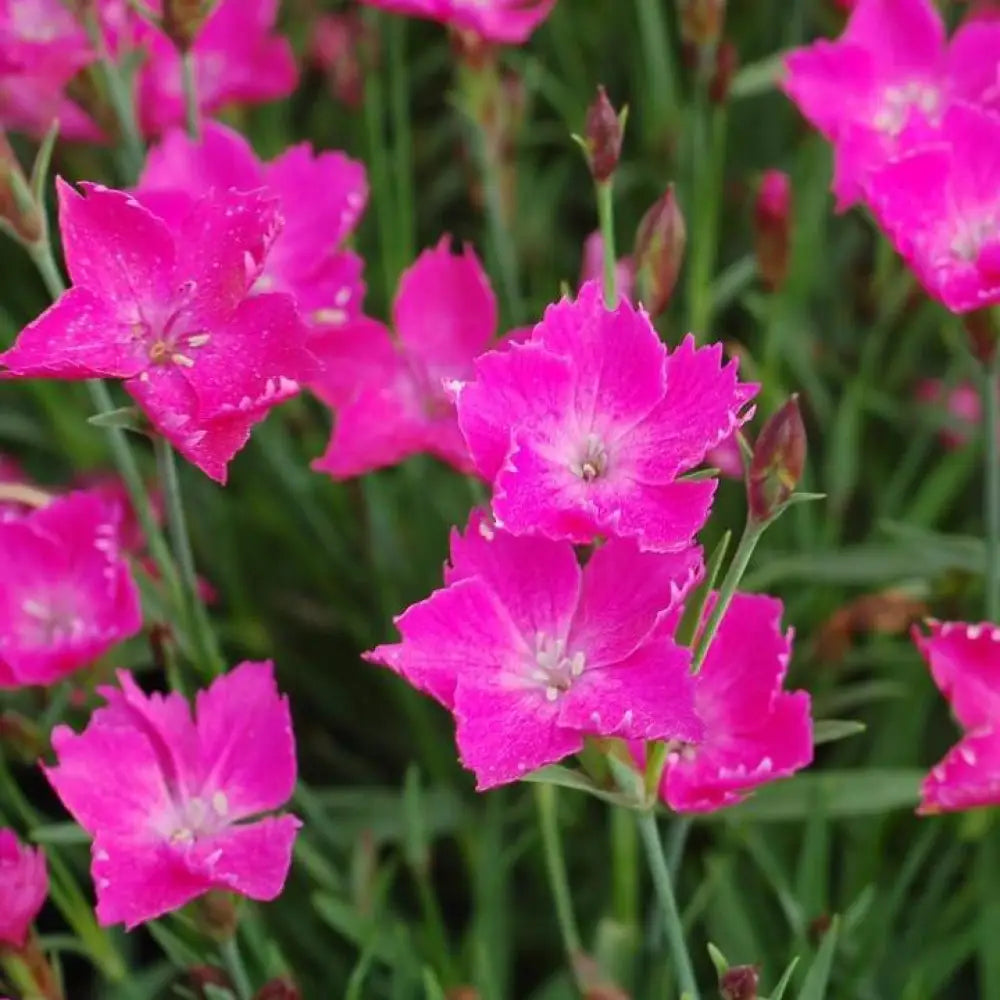 Sunflor® Kahori® Dianthus 1 GALLON Perennial