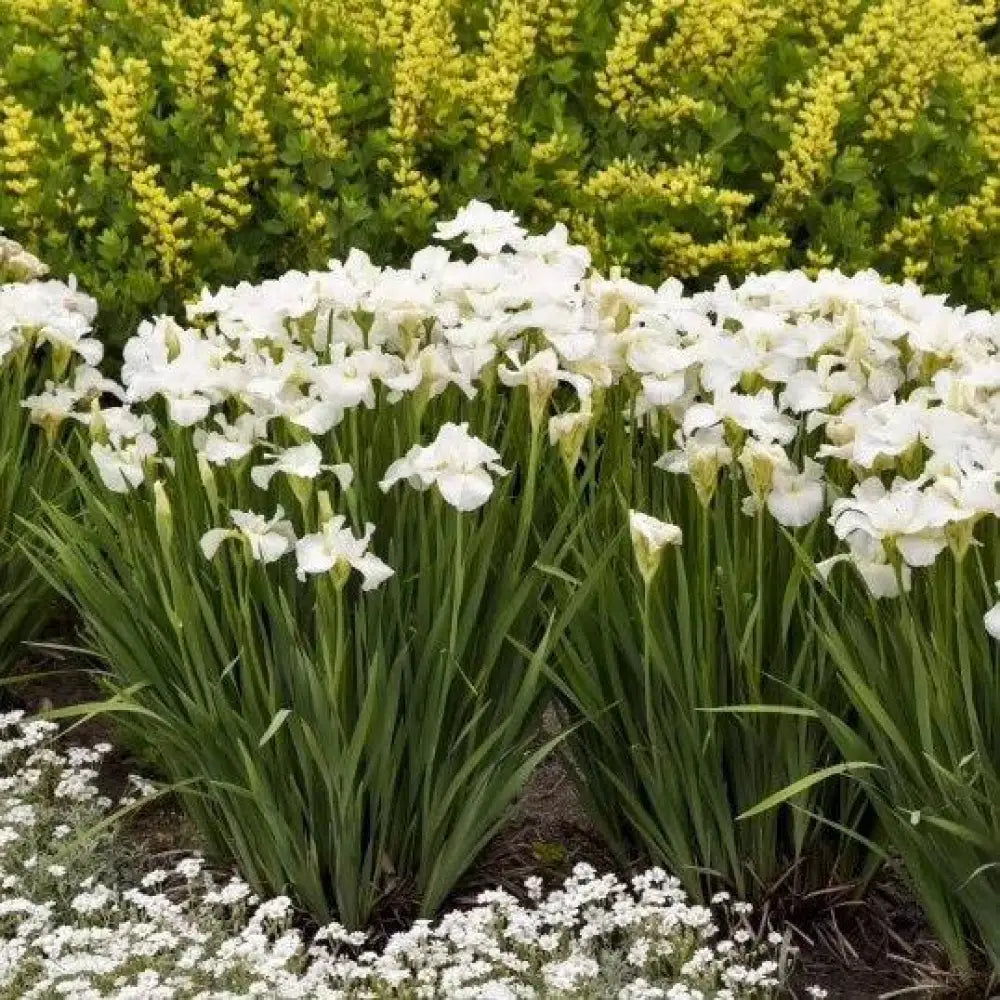 Swans In Flight Siberian Iris 1 GALLON Perennial