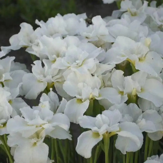 Swans In Flight Siberian Iris 1 GALLON Perennial