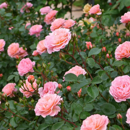 Sweet Drift® Rose 2 GALLON Shrub