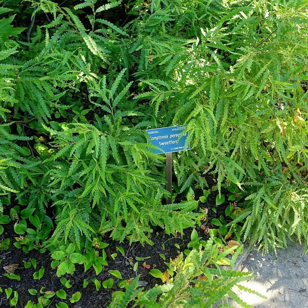 Sweet Fern Fern