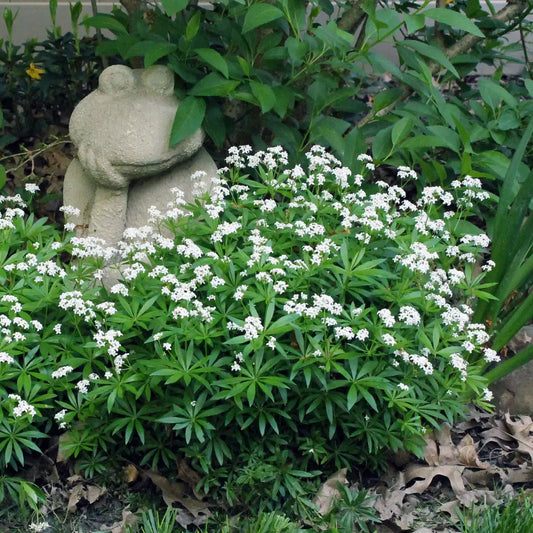 Sweet Woodruff 1 GALLON Perennial