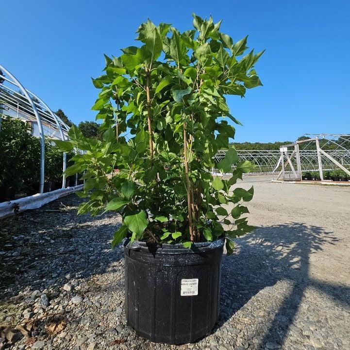 Syringa vulgaris 'G13099'  - New Age™ Lavender Lilac
