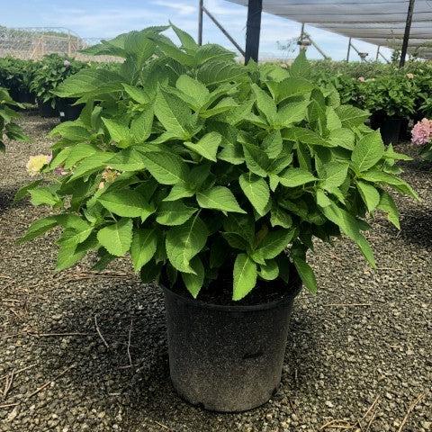 Endless Summer® The Original Hydrangea