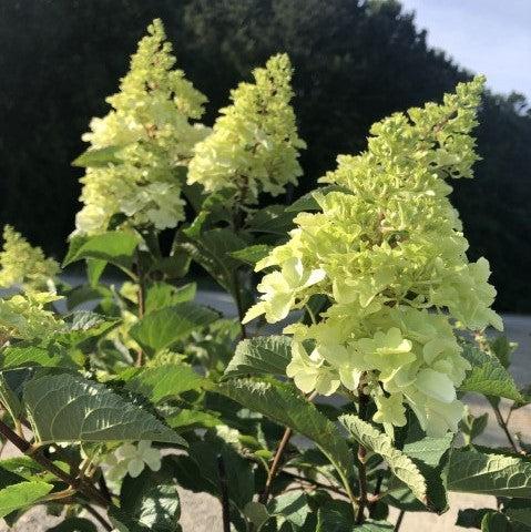 First Editions® Berry White® Hydrangea